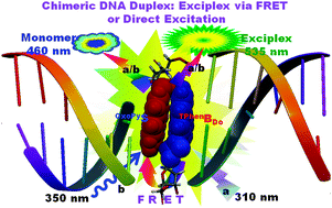 Graphical abstract: Dual door entry to exciplex emission in a chimeric DNA duplex containing non-nucleoside–nucleoside pair