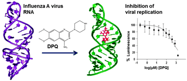 Graphical abstract: A novel small-molecule binds to the influenza A virus RNA promoter and inhibits viral replication