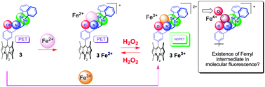 Graphical abstract: Fluorescence probing of the ferric Fenton reaction via novel chelation