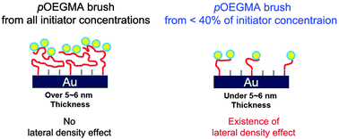 Graphical abstract: Binding behaviors of protein on spatially controlled poly[oligo(ethylene glycol) methacrylate] brushes grafted from mixed self-assembled monolayers on gold