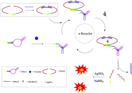 Graphical abstract: Label-free and ultrasensitive fluorescence detection of cocaine based on a strategy that utilizes DNA-templated silver nanoclusters and the nicking endonuclease-assisted signal amplification method