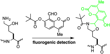 Graphical abstract: A fluorogenic probe for recognizing 5-hydroxylysine inspired by serine/threonine ligation