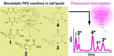 Graphical abstract: Investigating the reactivities of a polyketide synthase module through fluorescent click chemistry
