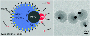 Graphical abstract: Amphiphilic modification and asymmetric silica encapsulation of hydrophobic Au–Fe3O4 dumbbell nanoparticles