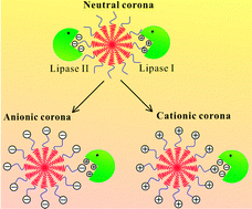 Graphical abstract: Corona charge selective micelle degradation catalyzed by P. cepacia lipase isoforms