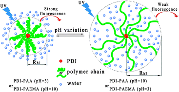 Graphical abstract: pH-sensitive unimolecular fluorescent polymeric micelles: from volume phase transition to optical response