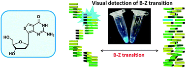 Graphical abstract: Highly emissive deoxyguanosine analogue capable of direct visualization of B–Z transition