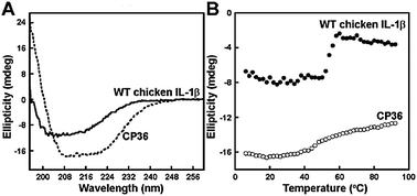 Graphical abstract: Circular permutation of chicken interleukin-1 beta enhances its thermostability