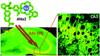 Graphical abstract: A small molecule two-photon fluorescent probe for intracellular sodium ions