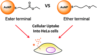 Graphical abstract: Enhanced cellular uptake of amphiphilic gold nanoparticles with ester functionality