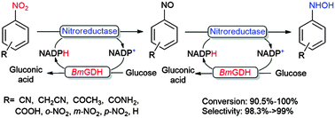 Graphical abstract: Highly selective and controllable synthesis of arylhydroxylamines by the reduction of nitroarenes with an electron-withdrawing group using a new nitroreductase BaNTR1
