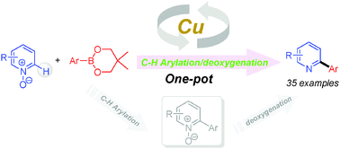 Graphical abstract: Copper-catalyzed direct C–H arylation of pyridine N-oxides with arylboronic esters: one-pot synthesis of 2-arylpyridines