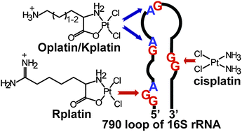 Graphical abstract: Amino acid-linked platinum(ii) analogues have altered specificity for RNA compared to cisplatin