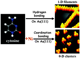 Graphical abstract: Ni-induced supramolecular structural transformation of cytosine on Au(111): from one-dimensional chains to zero-dimensional clusters