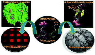 Graphical abstract: An amyloid inhibitor octapeptide forms amyloid type fibrous aggregates and affects microtubule motility