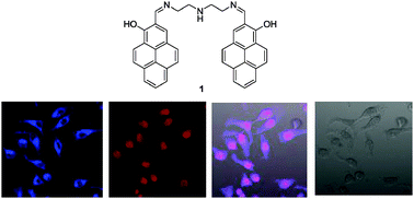 Graphical abstract: A bispyrene derivative as a selective fluorescent probe for RNA