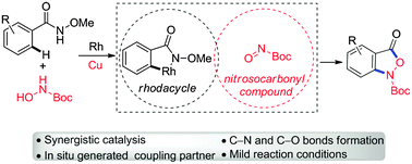 Graphical abstract: Hydroxyamination of aryl C–H bonds with N-hydroxycarbamate by synergistic Rh/Cu catalysis at room temperature