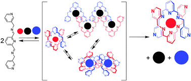 Graphical abstract: Self-sorting of dynamic metallosupramolecular libraries (DMLs) via metal-driven selection