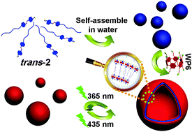 Graphical abstract: Photo-responsive self-assembly based on a water-soluble pillar[6]arene and an azobenzene-containing amphiphile in water