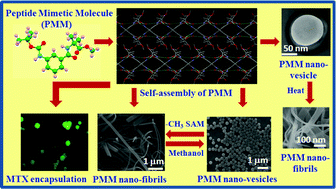Graphical abstract: Study of the nano-morphological versatility by self-assembly of a peptide mimetic molecule in response to physical and chemical stimuli