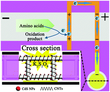 Graphical abstract: Electrophoretic separation in a microfluidic paper-based analytical device with an on-column wireless electrogenerated chemiluminescence detector