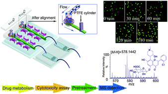 Graphical abstract: Development of a novel multi-layer microfluidic device towards characterization of drug metabolism and cytotoxicity for drug screening
