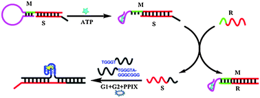 Graphical abstract: Molecular aptamer beacon tuned DNA strand displacement to transform small molecules into DNA logic outputs