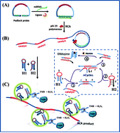 Graphical abstract: A rolling circle amplification-based DNA machine for miRNA screening coupling catalytic hairpin assembly with DNAzyme formation