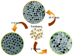 Graphical abstract: Facile synthesis and shape control of Fe3O4 nanocrystals with good dispersion and stabilization