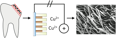 Graphical abstract: Electrochemical crystallization of spatially organized copper microwire arrays within biomineralized (dentine) templates