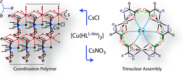 Graphical abstract: Retention of Cs–Cl bond induces coordination polymer formation over trinuclear chiral assembly of copper(ii) complexes of l-leucine derived ligand