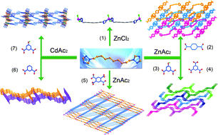 Graphical abstract: Diverse topologies of seven d10 coordination polymers constructed from a long ligand and different carboxylates
