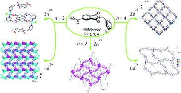 Graphical abstract: Positional isomerism of unsymmetrical semirigid ligands toward the construction of discrete and infinite coordination architectures of zinc(ii) and cadmium(ii) complexes