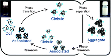 Graphical abstract: The whole process of phase transition and relaxation of poly(N-isopropylacrylamide) aqueous solution