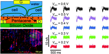 Graphical abstract: Organic ultra-thin film transistors with a liquid gate for extracellular stimulation and recording of electric activity of stem cell-derived neuronal networks