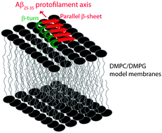 Graphical abstract: Structure and membrane interactions of the β-amyloid fragment 25–35 as viewed using spectroscopic approaches