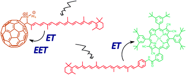 Graphical abstract: Carotenoids as electron or excited-state energy donors in artificial photosynthesis: an ultrafast investigation of a carotenoporphyrin and a carotenofullerene dyad