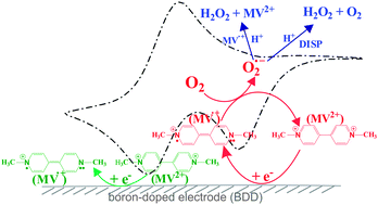 Graphical abstract: Use of ‘split waves’ for the measurement of electrocatalytic kinetics: methyl viologen mediated oxygen reduction on a boron-doped diamond electrode