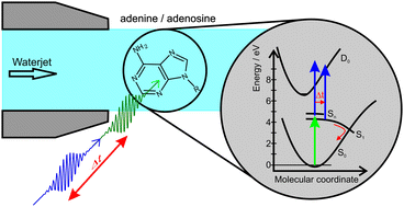 Graphical abstract: Time-resolved photoelectron spectroscopy of adenine and adenosine in aqueous solution