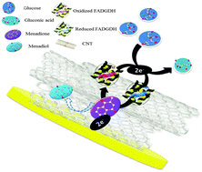 Graphical abstract: High performance enzyme fuel cells using a genetically expressed FAD-dependent glucose dehydrogenase α-subunit of Burkholderia cepacia immobilized in a carbon nanotube electrode for low glucose conditions