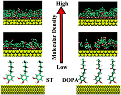 Graphical abstract: Molecular dynamics simulation of a DOPA/ST monolayer on the Au(111) surface