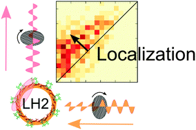 Graphical abstract: Evidence of excited state localization and static disorder in LH2 investigated by 2D-polarization single-molecule imaging at room temperature
