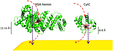 Graphical abstract: Redox activity distinguishes solid-state electron transport from solution-based electron transfer in a natural and artificial protein: cytochrome C and hemin-doped human serum albumin