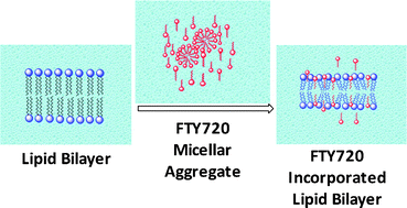 Graphical abstract: Study of aqueous phase aggregation of FTY720 (fingolimod hydrochloride) and its effect on DMPC liposomes using fluorescent molecular probes