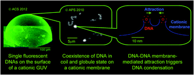 Graphical abstract: Modeling DNA condensation on freestanding cationic lipid membranes