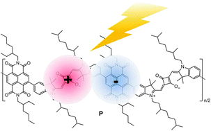 Graphical abstract: Charge transfer dynamics in squaraine–naphthalene diimide copolymers