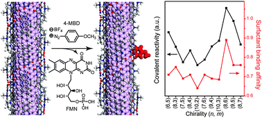 Graphical abstract: Effect of tight flavin mononucleotide wrapping and its binding affinity on carbon nanotube covalent reactivities