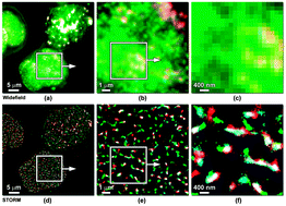 Graphical abstract: Sample preparation for single molecule localization microscopy