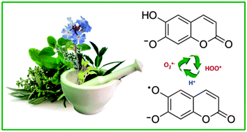 Graphical abstract: Theoretical study on the peroxyl radicals scavenging activity of esculetin and its regeneration in aqueous solution