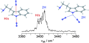 Graphical abstract: Weak hydrogen bonding motifs of ethylamino neurotransmitter radical cations in a hydrophobic environment: infrared spectra of tryptamine+–(N2)n clusters (n ≤ 6)
